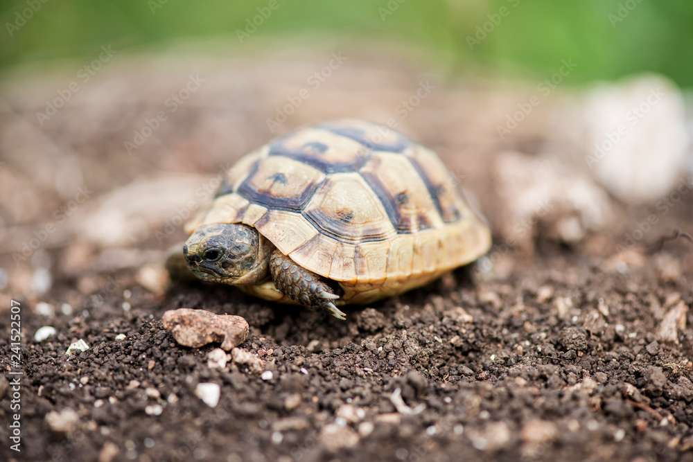 Close up of a young Greek turtle in its natural environment - macro, selective focus, space for text Close up of a young Greek turtle in its natural environment - macro, selective focus, space for text