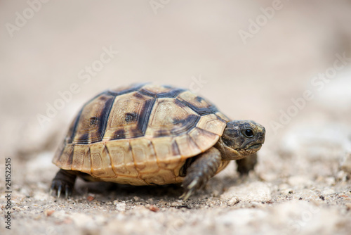 Close up of a young Greek turtle in its natural environment - macro, selective focus, space for text © diyanadimitrova