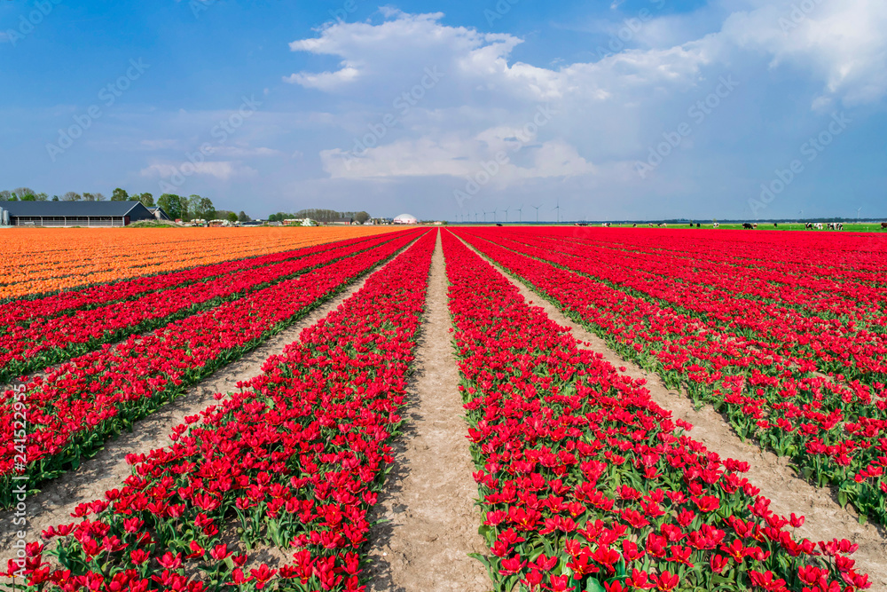 Multicolored tulip fields in Holland. Plantation of orange and red tulips. Spring in Dutch province Flevoland.