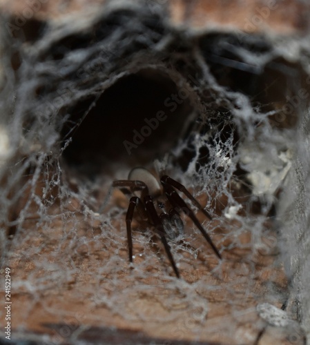 Konstfotografi Araña