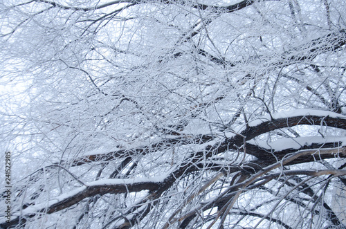 tree branches in snow in winter  © natka80