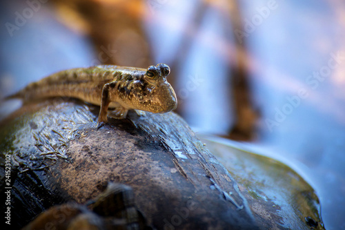 A mudskipper whatching over its territory from the top of a coconut. This fish lives in the mangrove forests all over the tropical coasts.