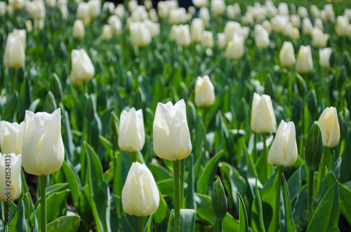 white tulips growing in a field