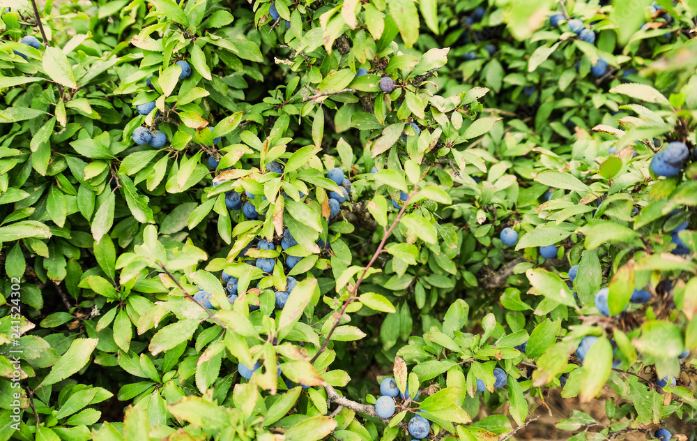 Ripe berries on bush in summer day Ripe berries on bush in summer day
