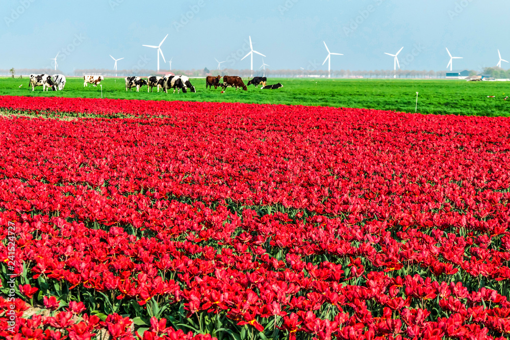 Landscape with red tulips fields and windmills. Spring in Holland. Dutch province Flevoland. Cows grazing on a green field.