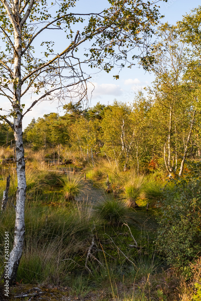 Fototapeta premium Moorlands in Germany: Pietzmoor near Scheveningen near Lueneburg in Germany in the heathland