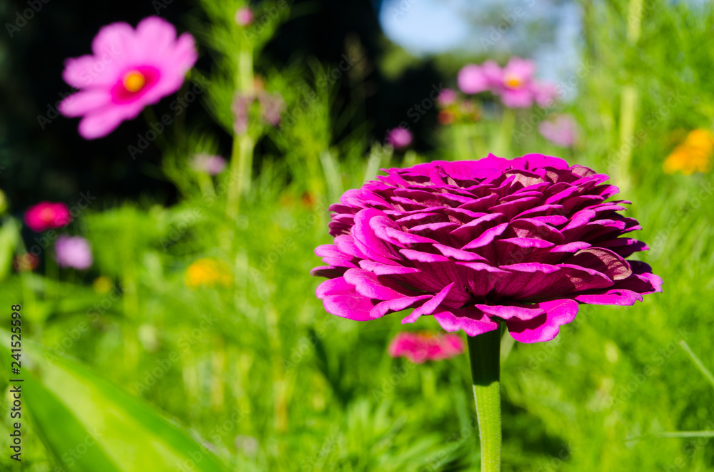 Beautiful close-up Purple Zinnia elegans flower in a spring season at a botanical garden. Beautiful close-up Purple Zinnia elegans flower in a spring season at a botanical garden.
