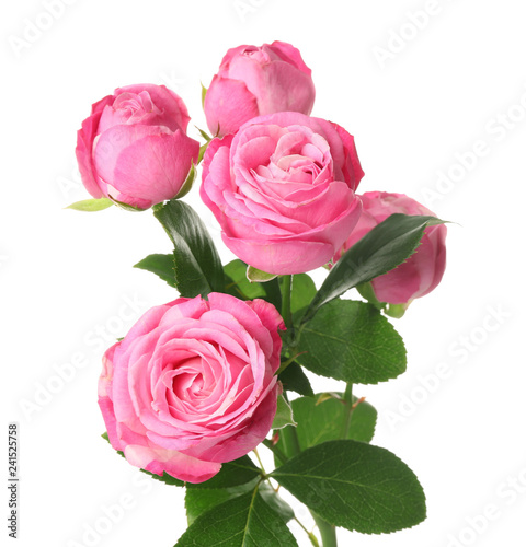 Beautiful pink roses on white background