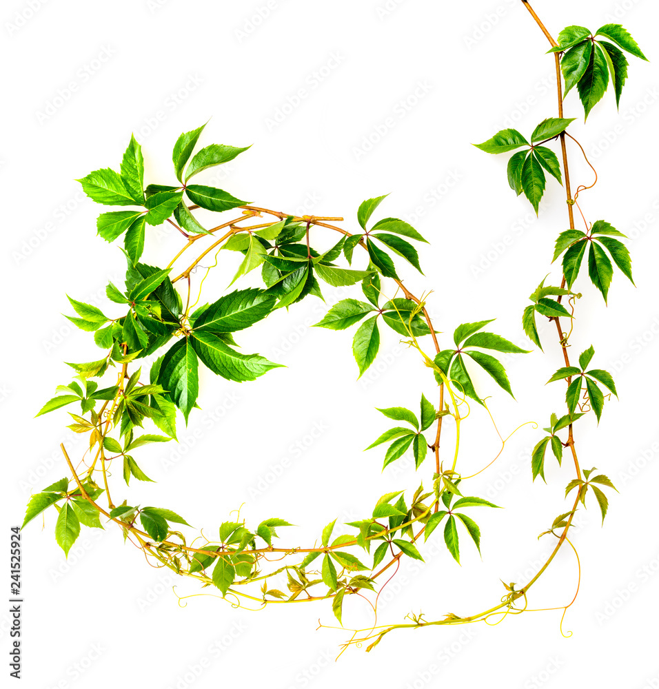 Obraz premium green branch