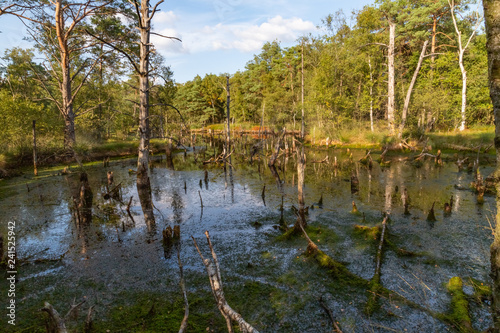 Moorlands in Germany: Pietzmoor near Scheveningen near Lueneburg in Germany in the heathland