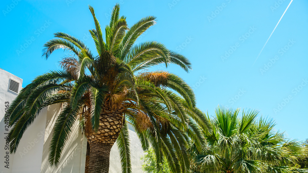 Fototapeta premium palm tree in resort city, salou spain, travel background