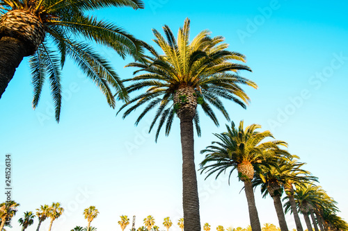 Fototapeta Naklejka Na Ścianę i Meble -  Palm trees against blue sky, Palm trees at tropical coast, coconut tree
