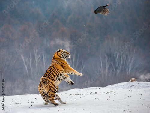 Siberian tiger in a jump catches its prey. Very dynamic shot. China. Harbin. Mudanjiang province. Hengdaohezi park. Siberian Tiger Park. Winter. Hard frost. (Panthera tgris altaica)