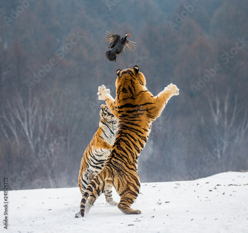 Siberian tiger in a jump catches its prey. Very dynamic shot. China. Harbin. Mudanjiang province. Hengdaohezi park. Siberian Tiger Park. Winter. Hard frost.  Panthera tgris altaica 