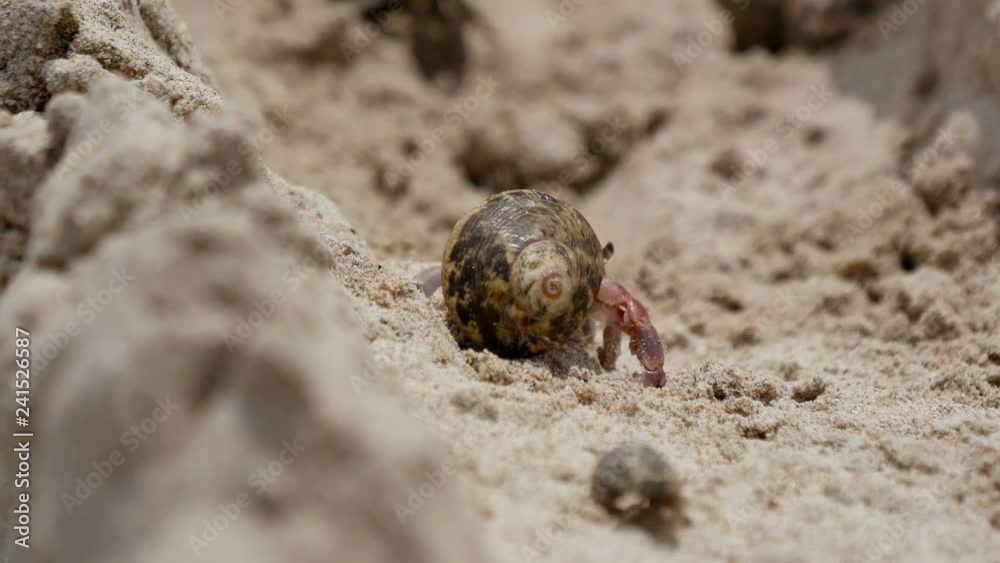 Hermit Crab (Dardanus megistos) shell crustacean on the beach Hermit Crab (Dardanus megistos) shell crustacean on the beach
