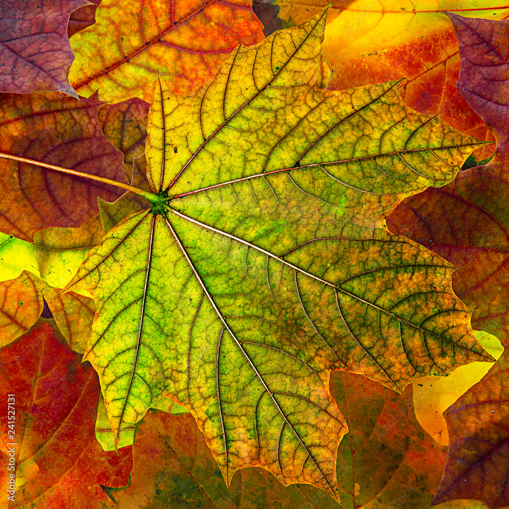 autumn foliage - background