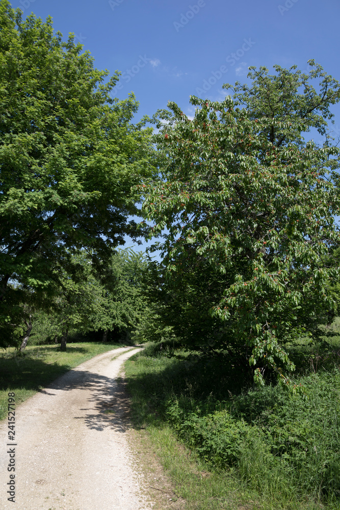 Obraz premium Feldweg im Sommer