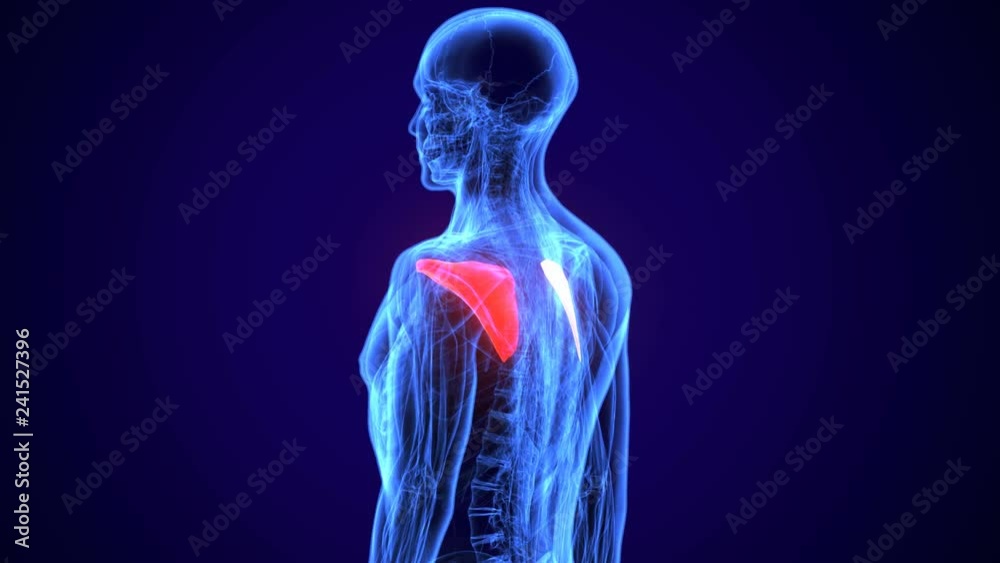 3D Illustration of Human Body Bone Joint Pains Anatomy (Scapula)
3D Illustration of Human Body Bone Joint Pains Anatomy (Scapula)