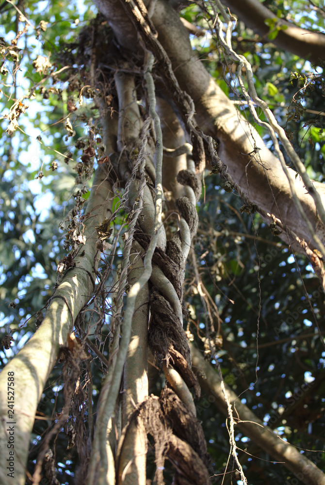 Fototapeta premium 3190 Twirled banyan tree roots