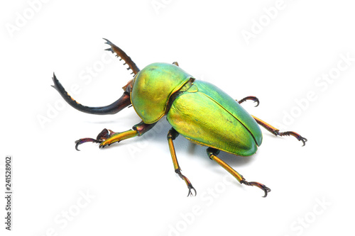 Billede på lærred Beetle : Lamprima adolphinae or Sawtooth beetle is a species of stag beetle in Lucanidae family found on New Guinea and Papua