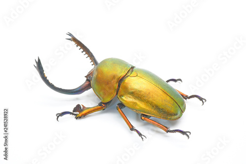 Beetle : Lamprima adolphinae or Sawtooth beetle is a species of stag beetle in Lucanidae family found on New Guinea and Papua. Gold beetle, isolated on white background.