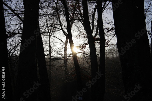 Bäume Sonnenaufgang Wald Winter