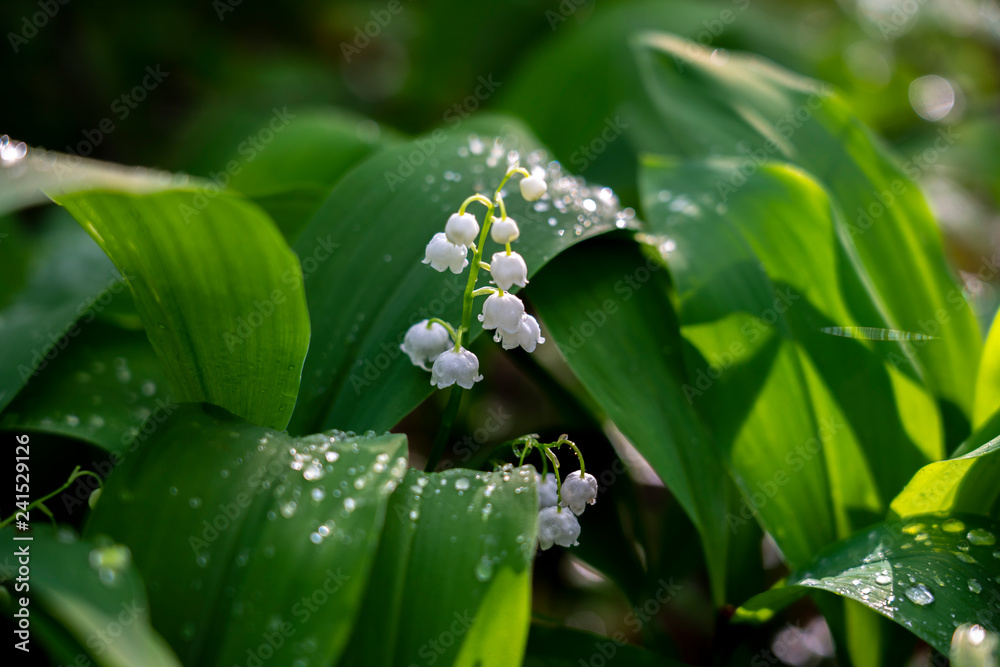 Obraz premium blooming lilies of the valley in nature