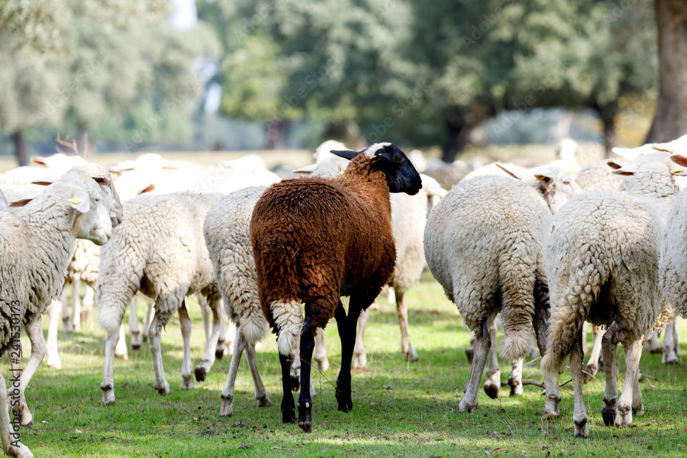 Fototapeta premium Flock of sheep grazing