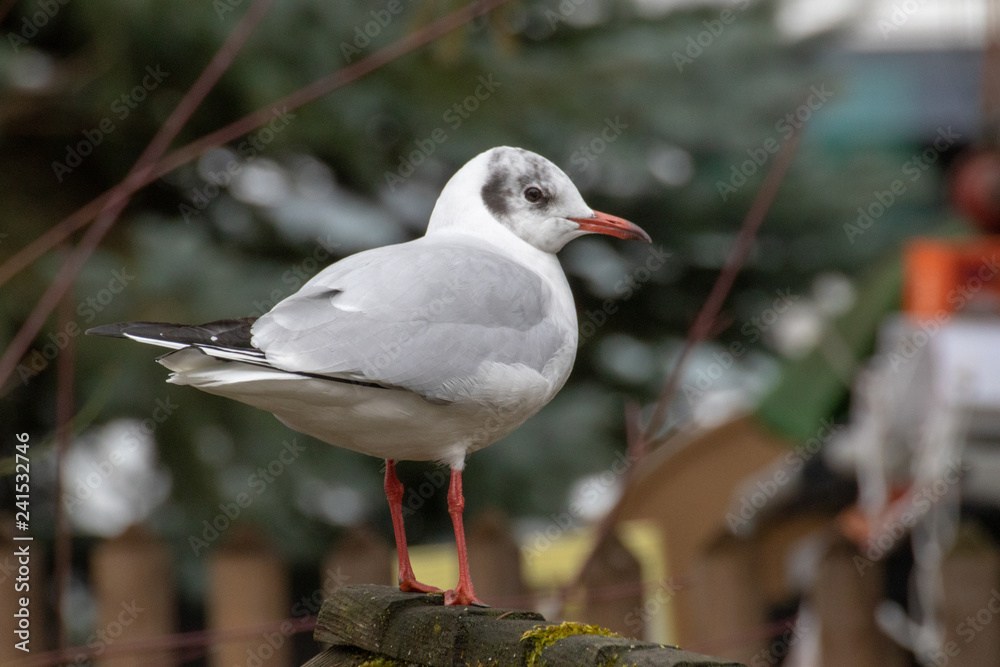 Lachmöwe in einem Garten in Dießen am Ammersee Jauar 2019 Lachmöwe in einem Garten in Dießen am Ammersee Jauar 2019