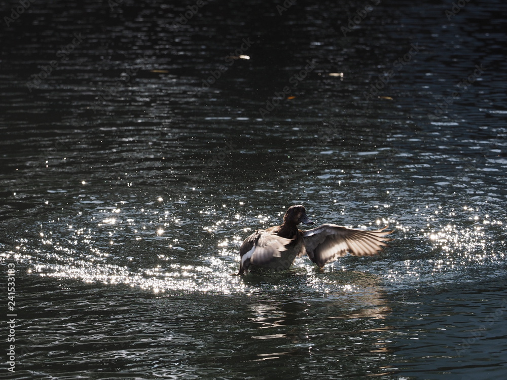 Fototapeta premium duck in the pond
