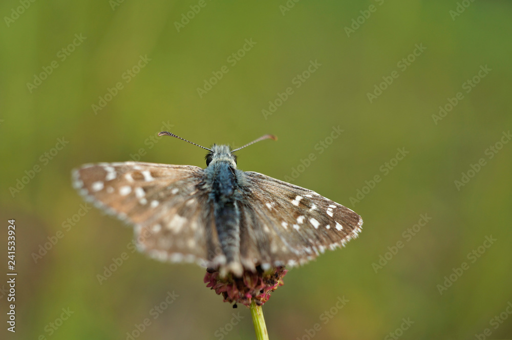 Obraz premium Schmetterlinge Deutschlands - Kleiner Würfeldickkopf