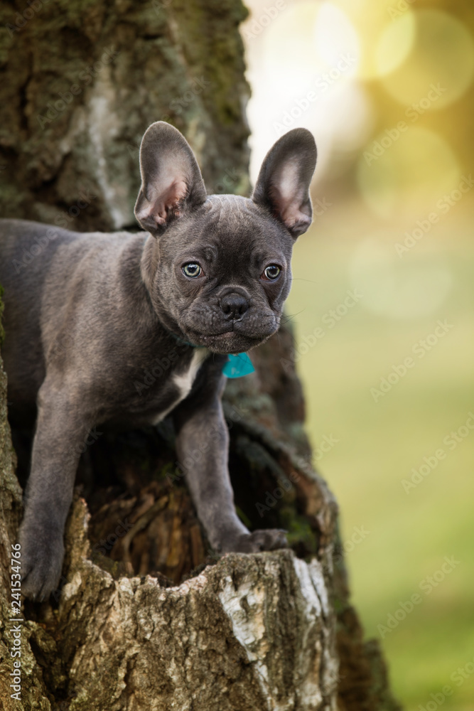 French bulldog puppy on a tree stump