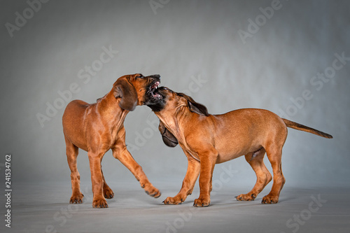 Zwei braune Schweißhund Welpen spielen wild miteinander auf neutralem grauen Hintergrund