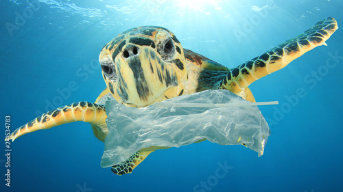 Plastic pollution environmental problem. Turtles eat plastic because it looks like jellyfish 