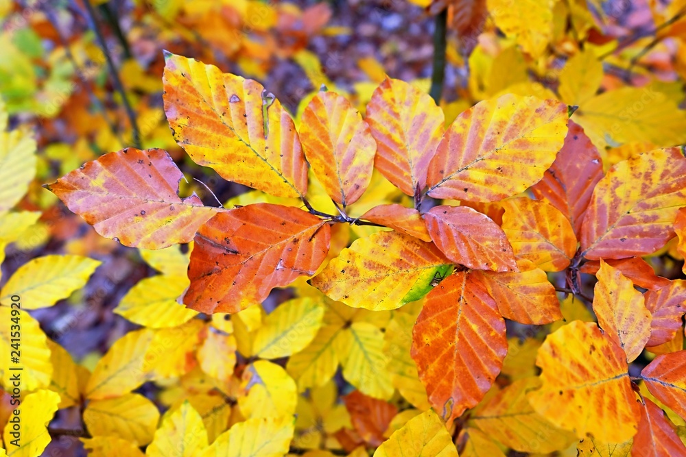 autumn leaves - colorful background