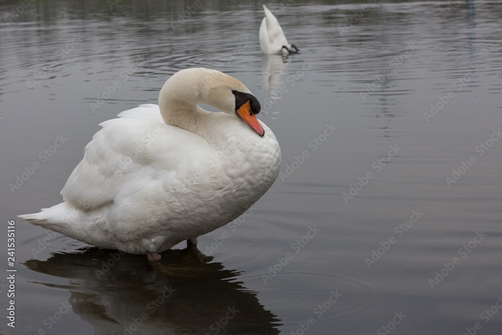 Naklejka premium Höckerschwan