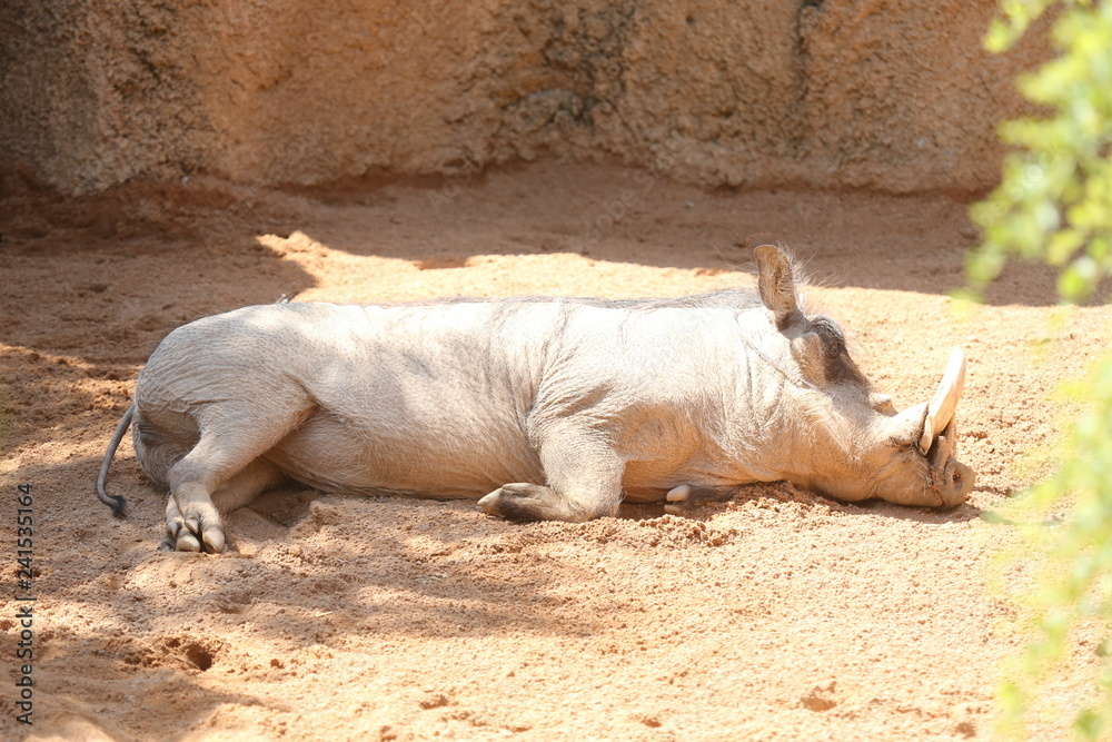 Fototapeta premium fotografias de animales varios 