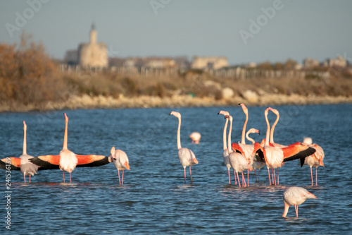 Flamingo in der Camargue