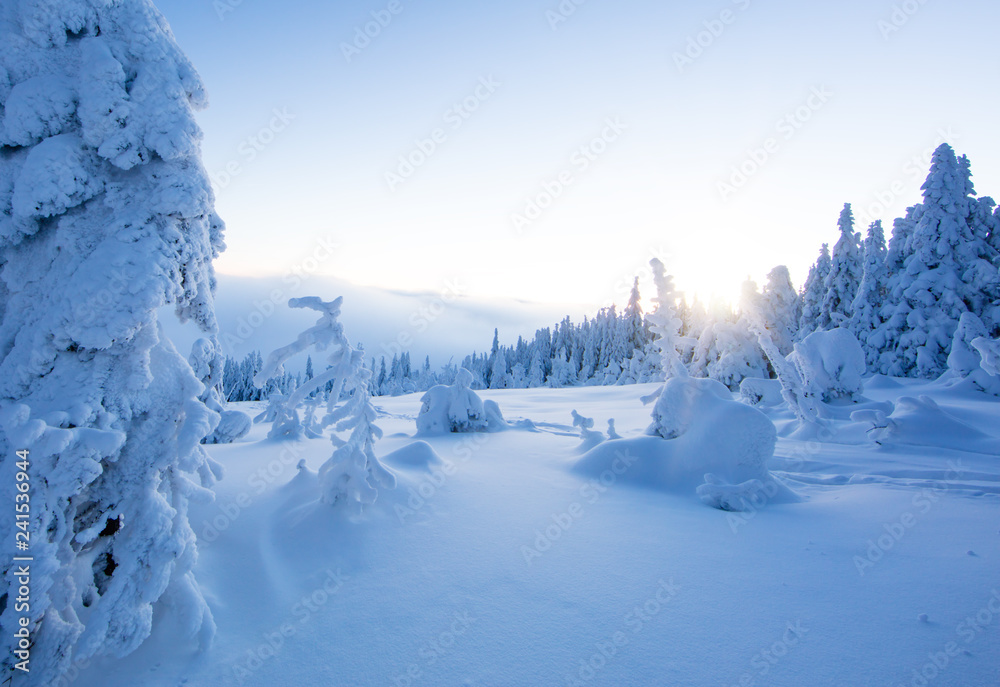 Winter snowy spruce tree forest - obrazy, fototapety, plakaty 