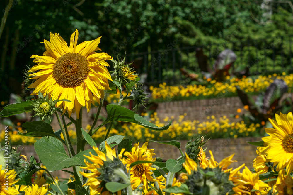 Fototapeta premium Sunflowers in urban park