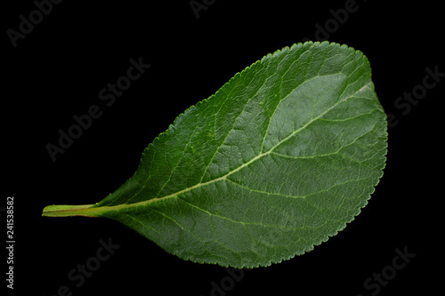 Plum leaf on black