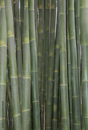 Fototapeta Naklejka Na Ścianę i Meble -  green bamboo with yellow markings closeup abstract