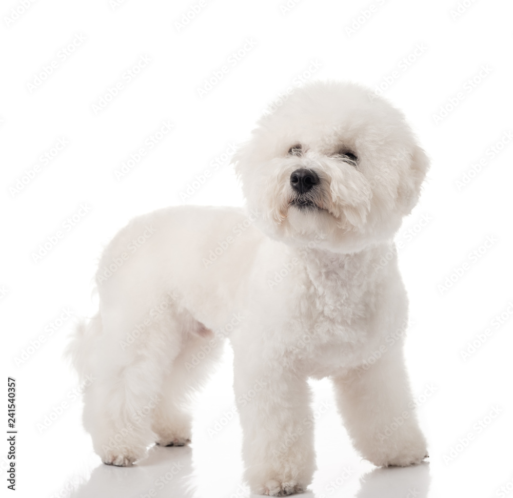 Bichon Frise puppy. Bichon is isolated on a white background. White dog. Bichon after grooming Bichon Frise puppy. Bichon is isolated on a white background. White dog. Bichon after grooming
