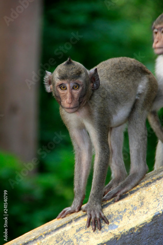 a monkey © putchen