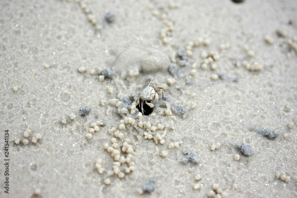 small crab diging a hole