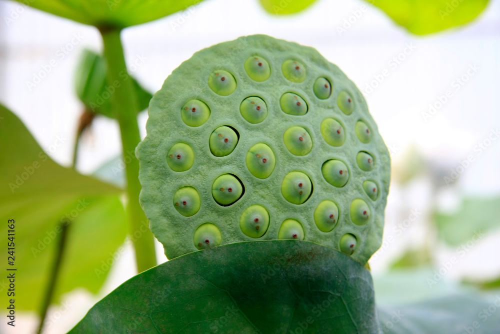 lotus seed lotus seed