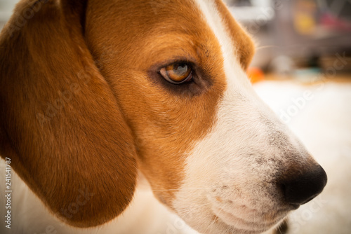 Beagle dog white carpet portrait