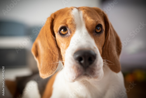 Beagle dog purebred bright portrait