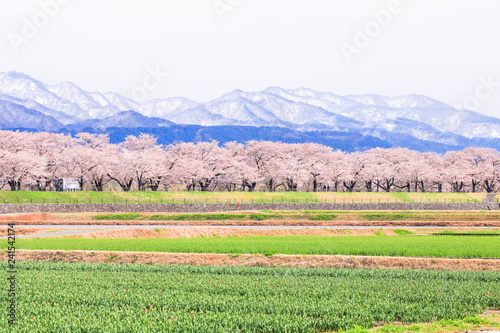 Tulips and cherry blossom trees or sakura  with the  Japanese Alps mountain range in the background , the town of Asahi in Toyama Prefecture  Japan. photo