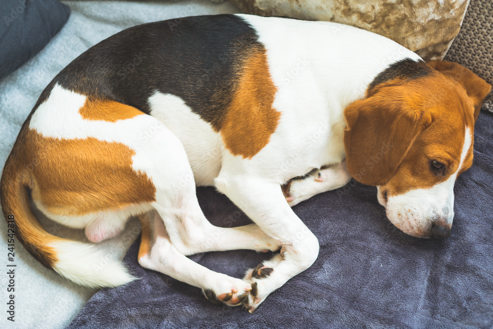 Beagle dog tired sleeps on a cozy sofa, couch Beagle dog tired sleeps on a cozy sofa, couch